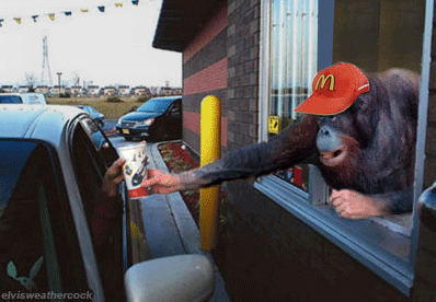 Chimpanzee working a trainee position at a local restaurant serving customers at the take out window. Want fries with that?